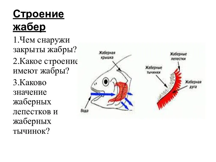 Строение жабер 1.Чем снаружи закрыты жабры? 2.Какое строение имеют жабры? 3.Каково