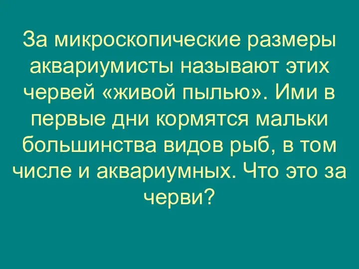 За микроскопические размеры аквариумисты называют этих червей «живой пылью». Ими в