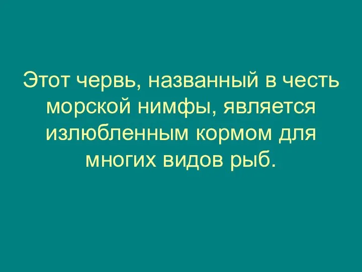 Этот червь, названный в честь морской нимфы, является излюбленным кормом для многих видов рыб.