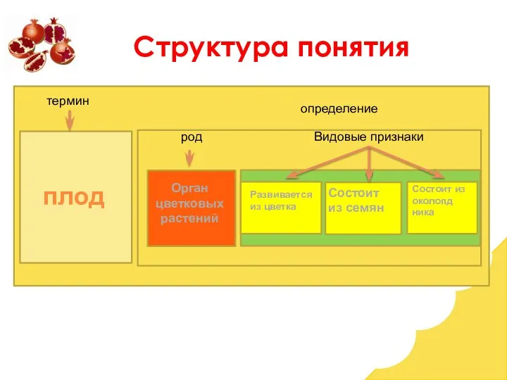 тер Состоит из околопд ника термин определение род Видовые признаки Структура