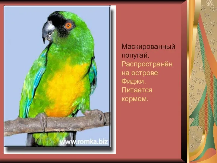 Маскированный попугай. Распространён на острове Фиджи. Питается кормом.