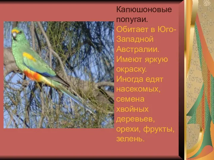 Капюшоновые попугаи. Обитает в Юго-Западной Австралии. Имеют яркую окраску. Иногда едят