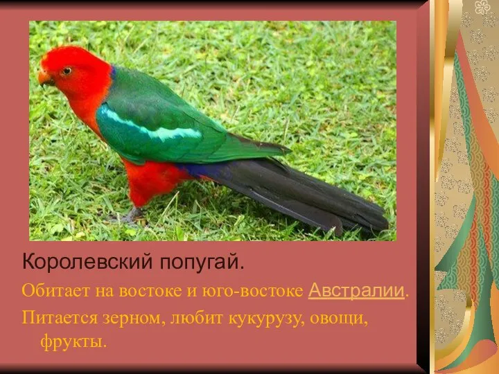 Королевский попугай. Обитает на востоке и юго-востоке Австралии. Питается зерном, любит кукурузу, овощи, фрукты.