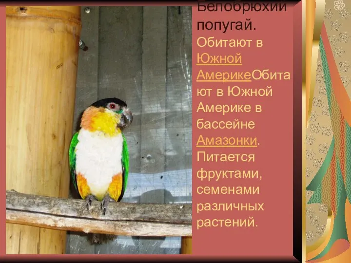 Белобрюхий попугай. Обитают в Южной АмерикеОбитают в Южной Америке в бассейне