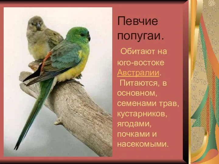 Певчие попугаи. Обитают на юго-востоке Австралии. Питаются, в основном, семенами трав, кустарников, ягодами, почками и насекомыми.