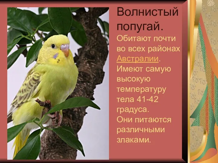 Волнистый попугай. Обитают почти во всех районах Австралии. Имеют самую высокую