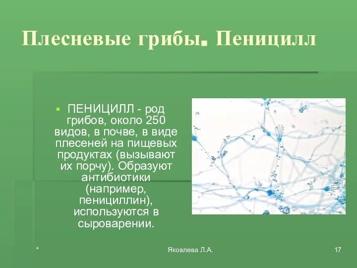 * Яковлева Л.А. Плесневые грибы. Пеницилл ПЕНИЦИЛЛ - род грибов, около