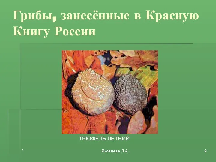 * Яковлева Л.А. Грибы, занесённые в Красную Книгу России ТРЮФЕЛЬ ЛЕТНИЙ