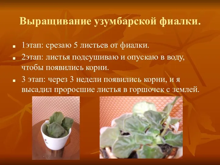 Выращивание узумбарской фиалки. 1этап: срезаю 5 листьев от фиалки. 2этап: листья