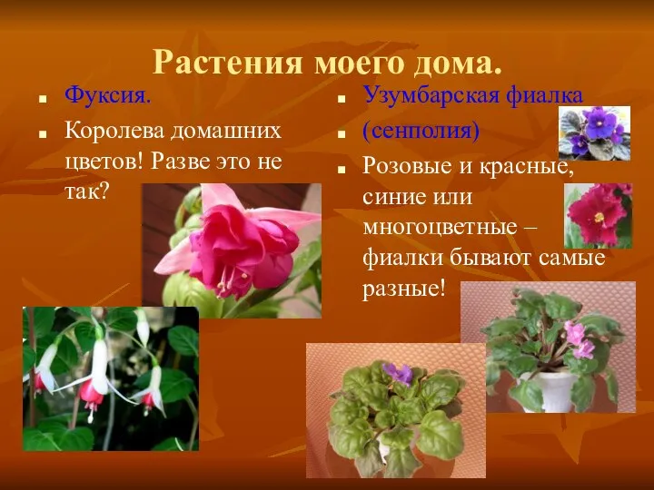 Растения моего дома. Фуксия. Королева домашних цветов! Разве это не так?