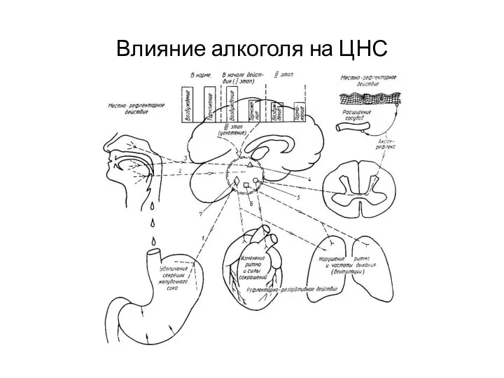 Влияние алкоголя на ЦНС