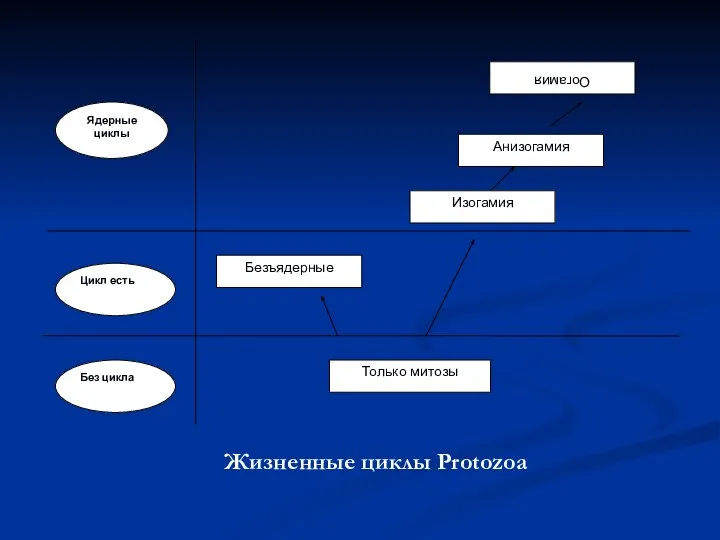 Жизненные циклы Protozoa