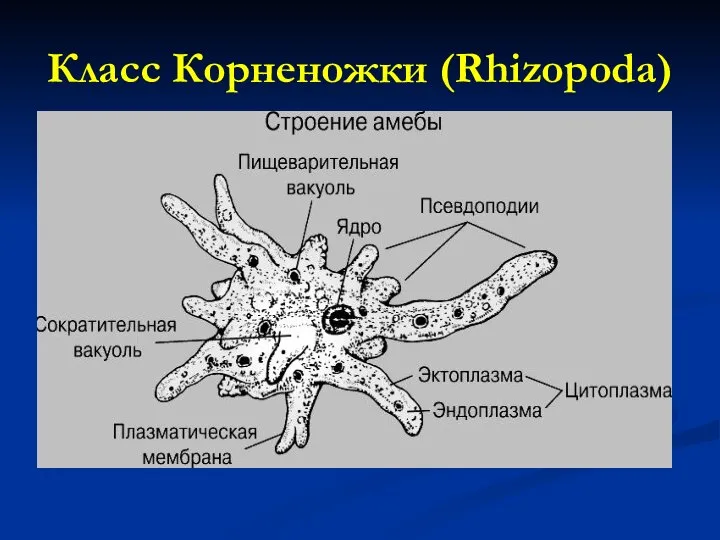 Класс Корненожки (Rhizopoda)