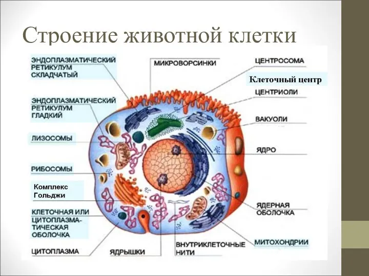 Строение животной клетки