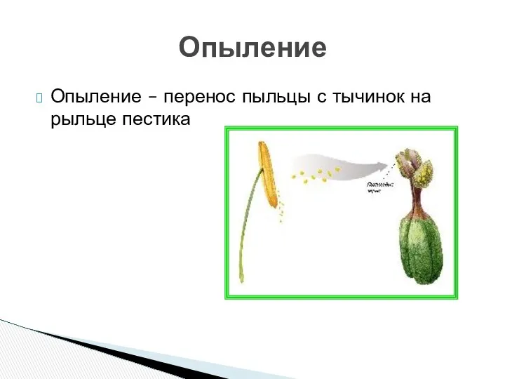 Опыление – перенос пыльцы с тычинок на рыльце пестика Опыление