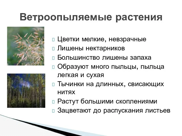 Цветки мелкие, невзрачные Лишены нектарников Большинство лишены запаха Образуют много пыльцы,