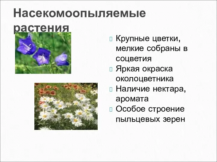 Насекомоопыляемые растения Крупные цветки, мелкие собраны в соцветия Яркая окраска околоцветника