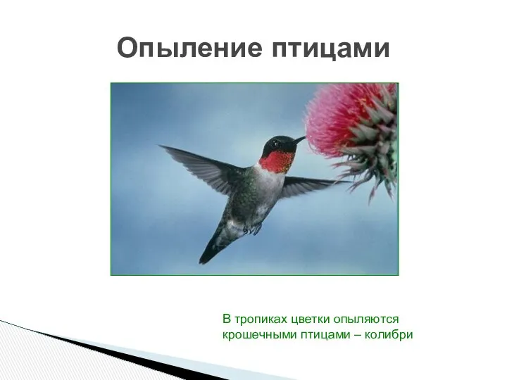 Опыление птицами В тропиках цветки опыляются крошечными птицами – колибри