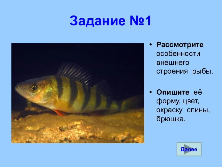 Задание №1 Рассмотрите особенности внешнего строения рыбы. Опишите её форму, цвет, окраску спины, брюшка. Далее