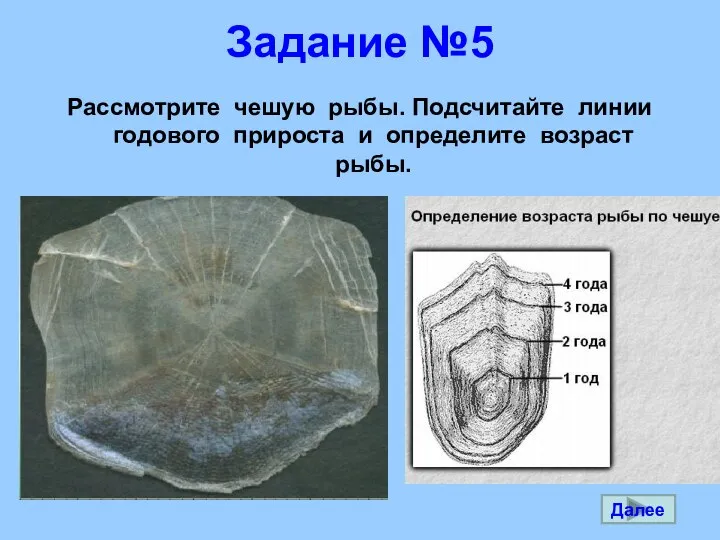 Задание №5 Рассмотрите чешую рыбы. Подсчитайте линии годового прироста и определите возраст рыбы. Далее