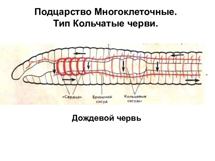 Подцарство Многоклеточные. Тип Кольчатые черви. Дождевой червь