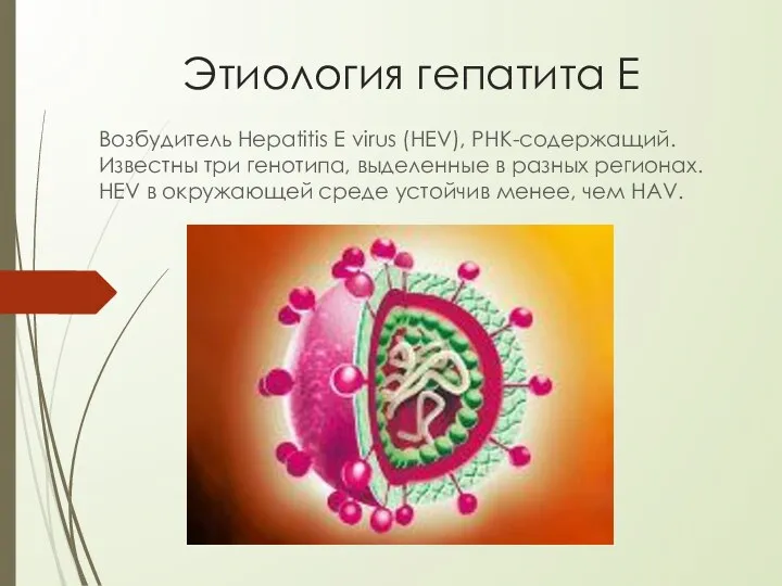 Этиология гепатита Е Возбудитель Hepatitis E virus (HEV), РНК-содержащий. Известны три