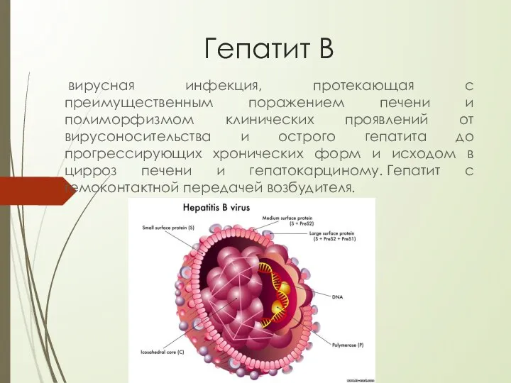 Гепатит В вирусная инфекция, протекающая с преимущественным поражением печени и полиморфизмом