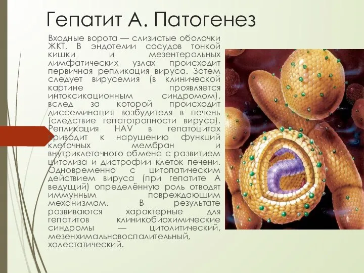 Гепатит А. Патогенез Входные ворота — слизистые оболочки ЖКТ. В эндотелии