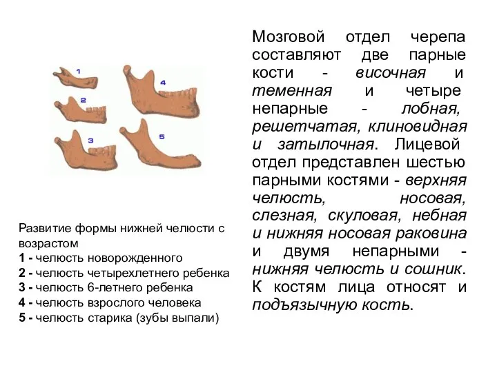 Мозговой отдел черепа составляют две парные кости - височная и теменная