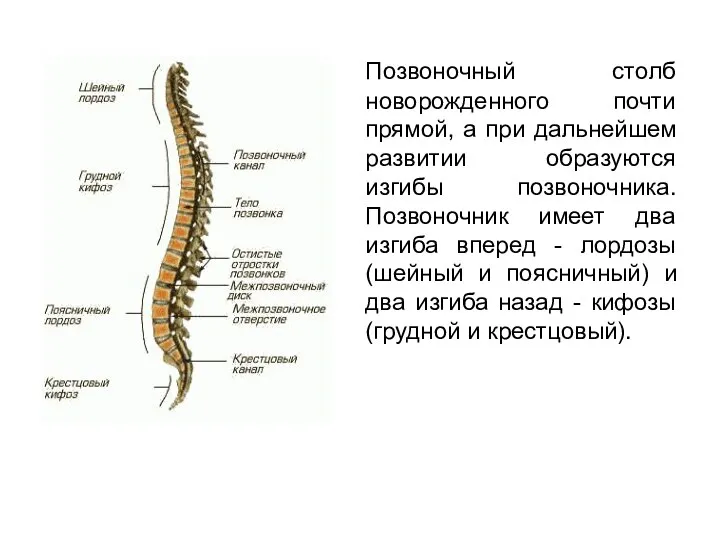 Позвоночный столб новорожденного почти прямой, а при дальнейшем развитии образуются изгибы