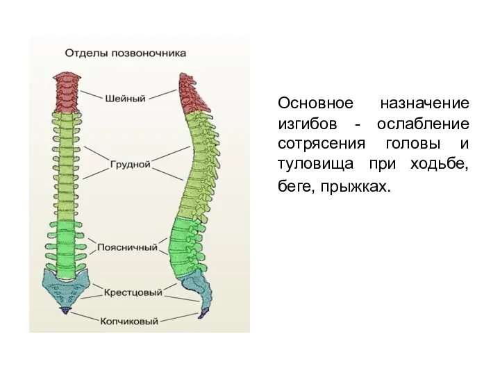 Основное назначение изгибов - ослабление сотрясения головы и туловища при ходьбе, беге, прыжках.