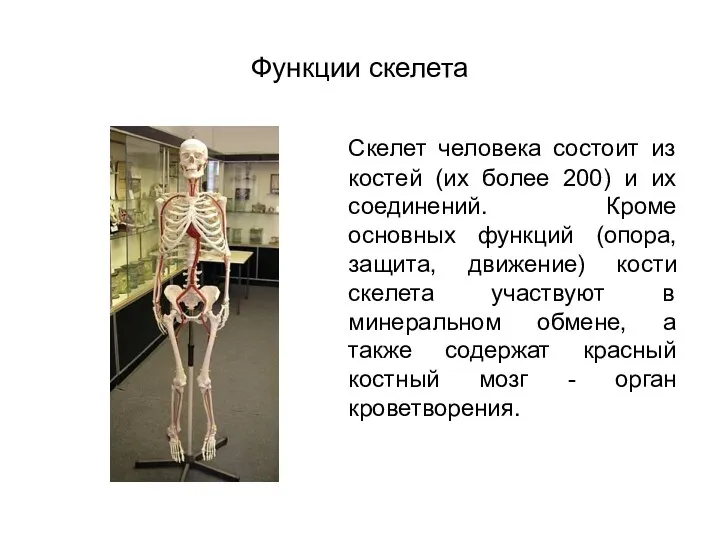 Функции скелета Скелет человека состоит из костей (их более 200) и