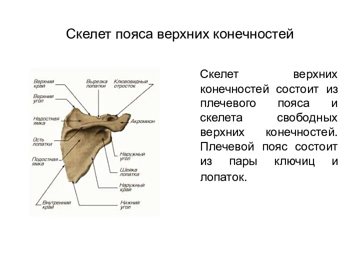 Скелет пояса верхних конечностей Скелет верхних конечностей состоит из плечевого пояса