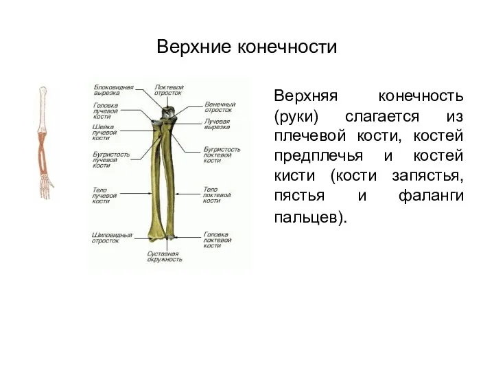 Верхние конечности Верхняя конечность (руки) слагается из плечевой кости, костей предплечья