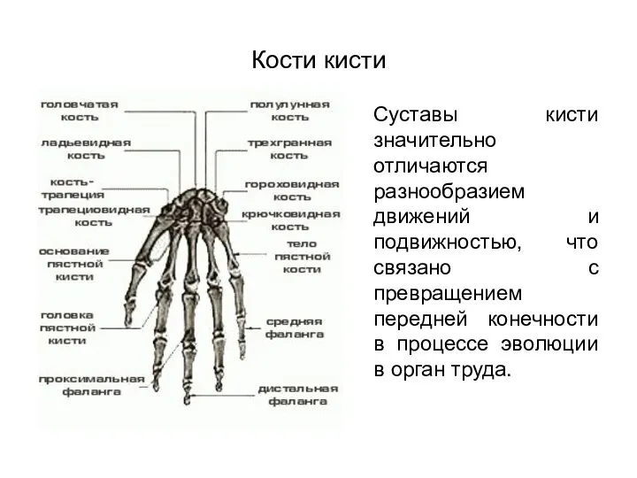 Кости кисти Суставы кисти значительно отличаются разнообразием движений и подвижностью, что