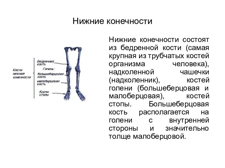 Нижние конечности Нижние конечности состоят из бедренной кости (самая крупная из