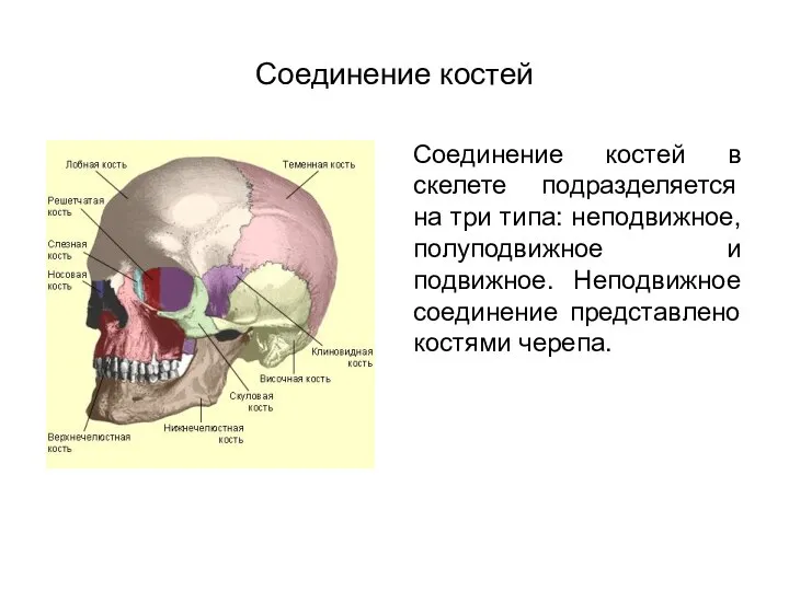 Соединение костей Соединение костей в скелете подразделяется на три типа: неподвижное,