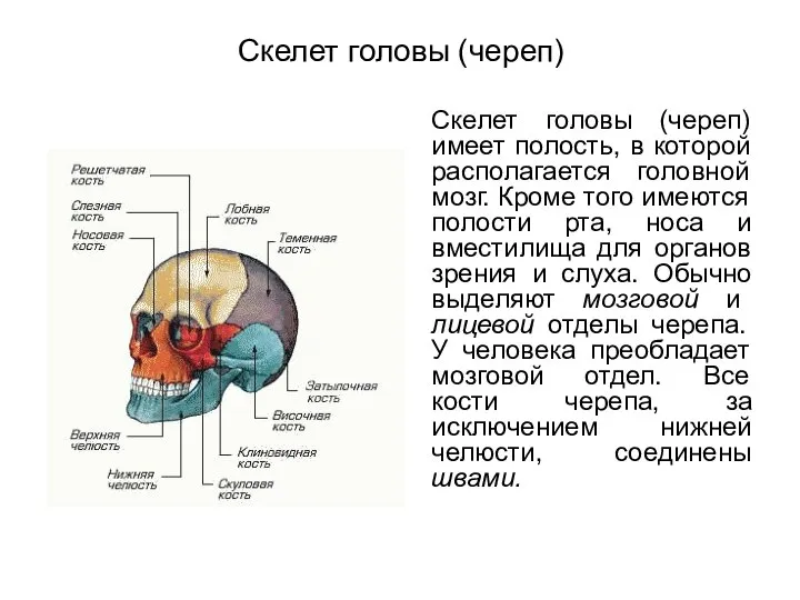 Скелет головы (череп) Скелет головы (череп) имеет полость, в которой располагается