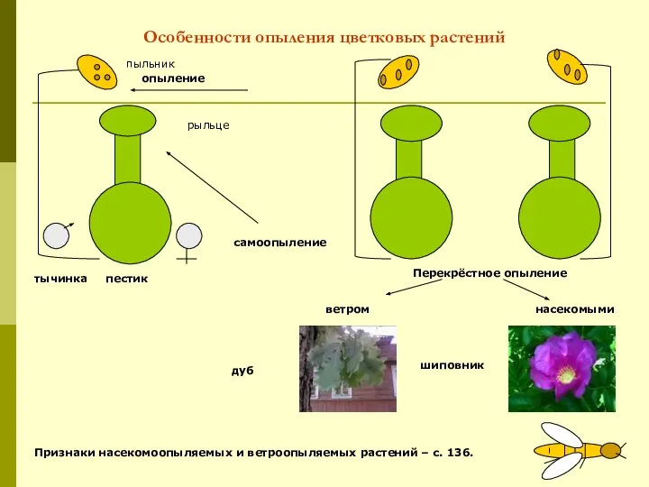 Особенности опыления цветковых растений пестик тычинка опыление пыльник рыльце Перекрёстное опыление