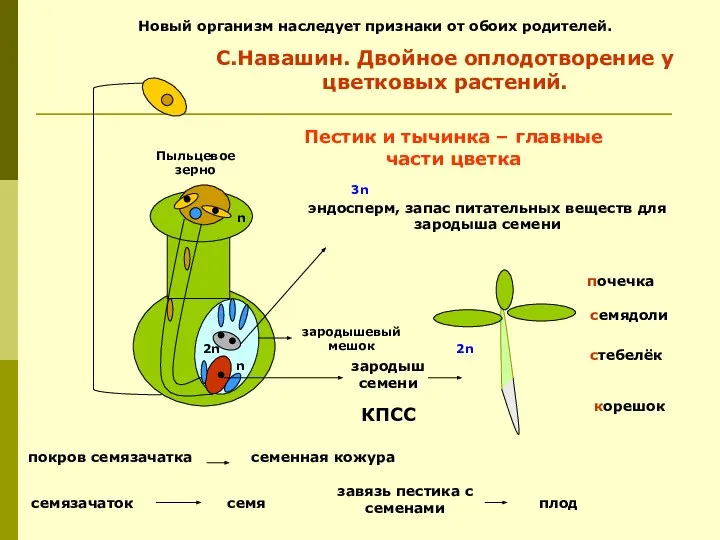 зародыш семени корешок стебелёк семядоли почечка эндосперм, запас питательных веществ для