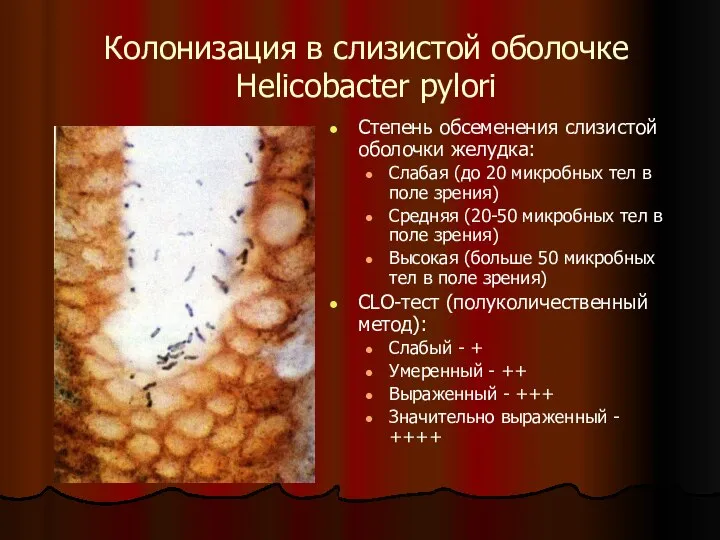 Колонизация в слизистой оболочке Helicobacter pylori Степень обсеменения слизистой оболочки желудка: