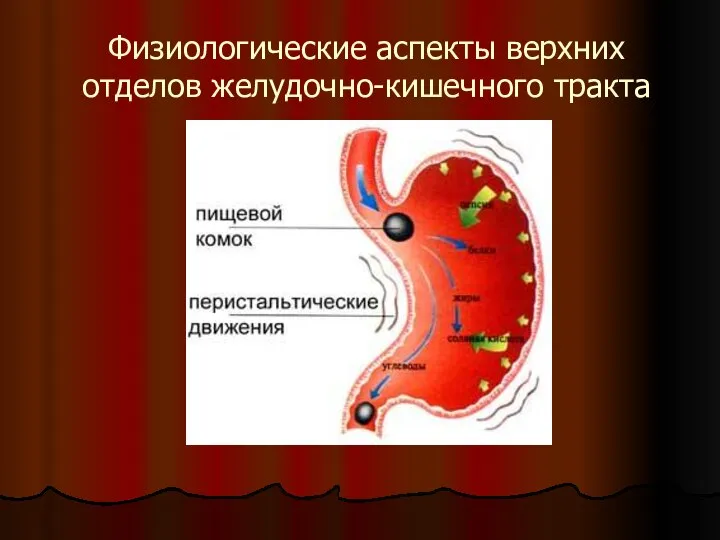 Физиологические аспекты верхних отделов желудочно-кишечного тракта