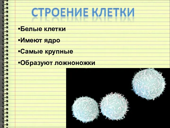 Белые клетки Имеют ядро Самые крупные Образуют ложноножки