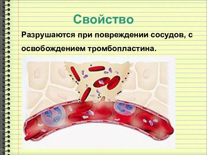 Свойство Разрушаются при повреждении сосудов, с освобождением тромбопластина.