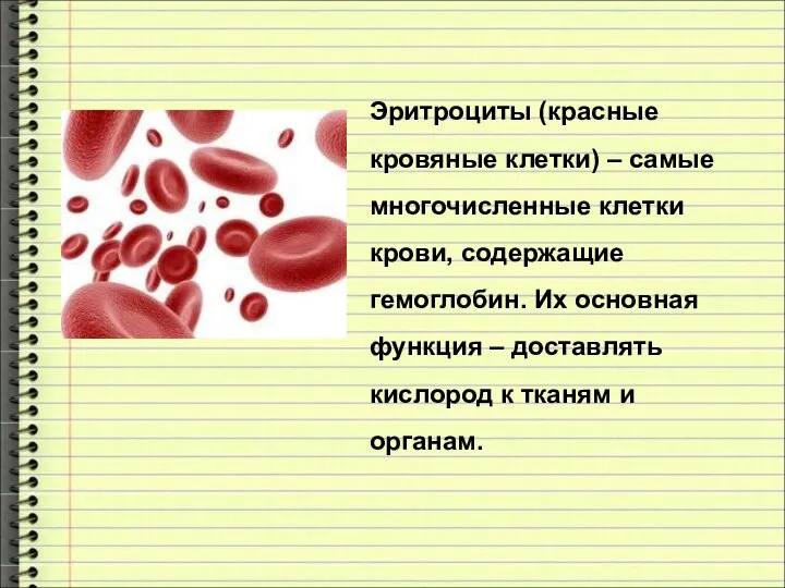 Эритроциты (красные кровяные клетки) – самые многочисленные клетки крови, содержащие гемоглобин.