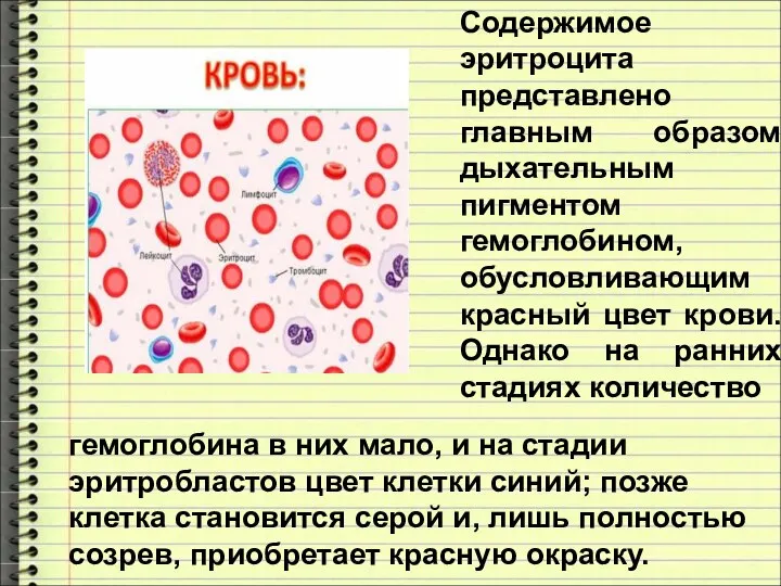 Содержимое эритроцита представлено главным образом дыхательным пигментом гемоглобином, обусловливающим красный цвет