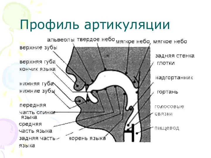 Профиль артикуляции