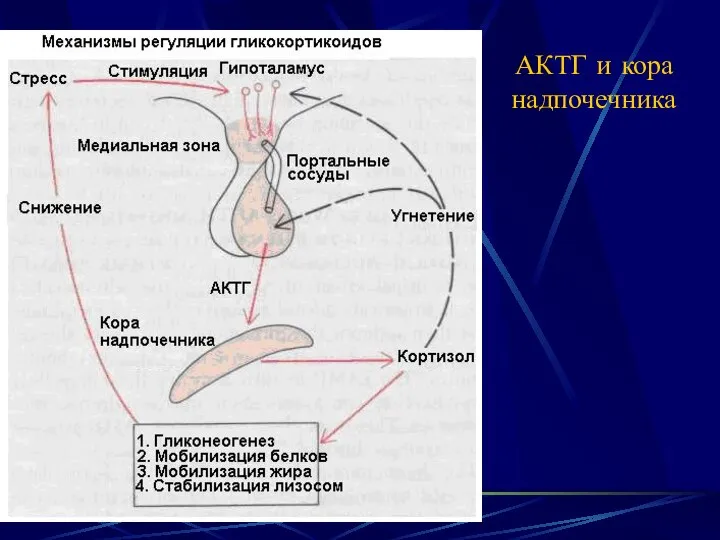 АКТГ и кора надпочечника