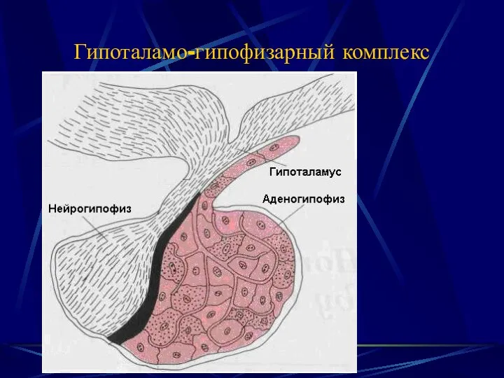 Гипоталамо-гипофизарный комплекс