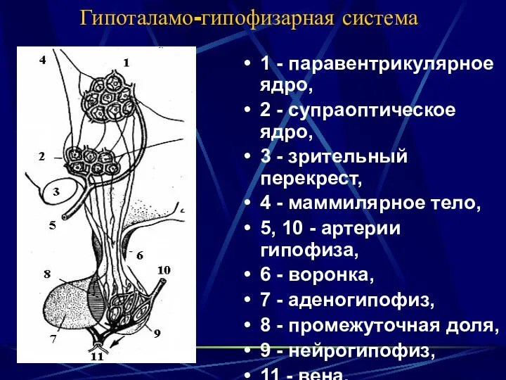 Гипоталамо-гипофизарная система 1 - паравентрикулярное ядро, 2 - супраоптическое ядро, 3